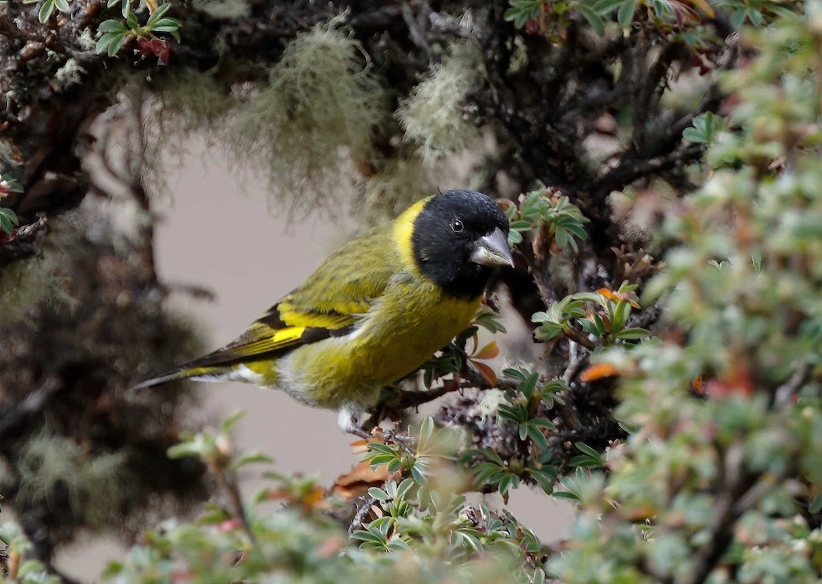 Thick-billed Siskin - Timo Mitzen