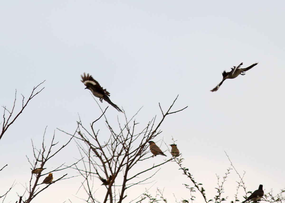 Pied Cuckoo - ML249528561