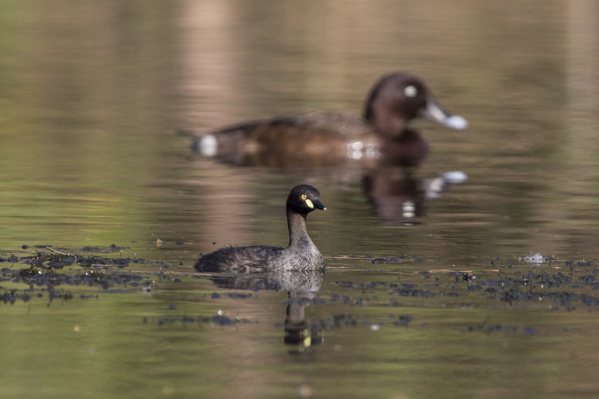 Australasian Grebe - Oscar Thomas