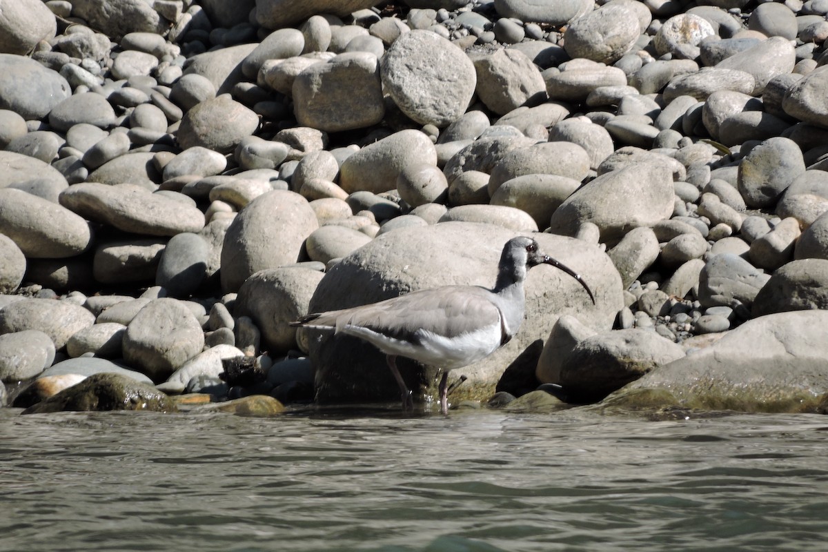 Ibisbill - Malyasri Bhattacharya