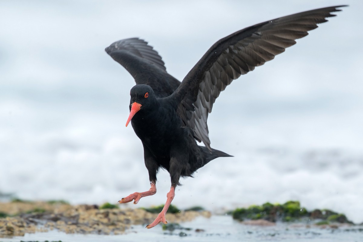 Sooty Oystercatcher - ML249532601