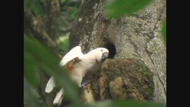 Salmon-crested Cockatoo - ML249534401