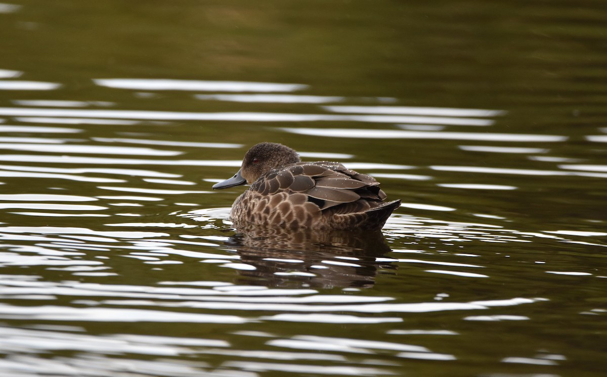 Chestnut Teal - ML249536321