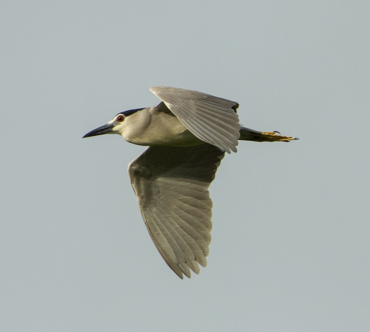 Black-crowned Night Heron - ML249538361