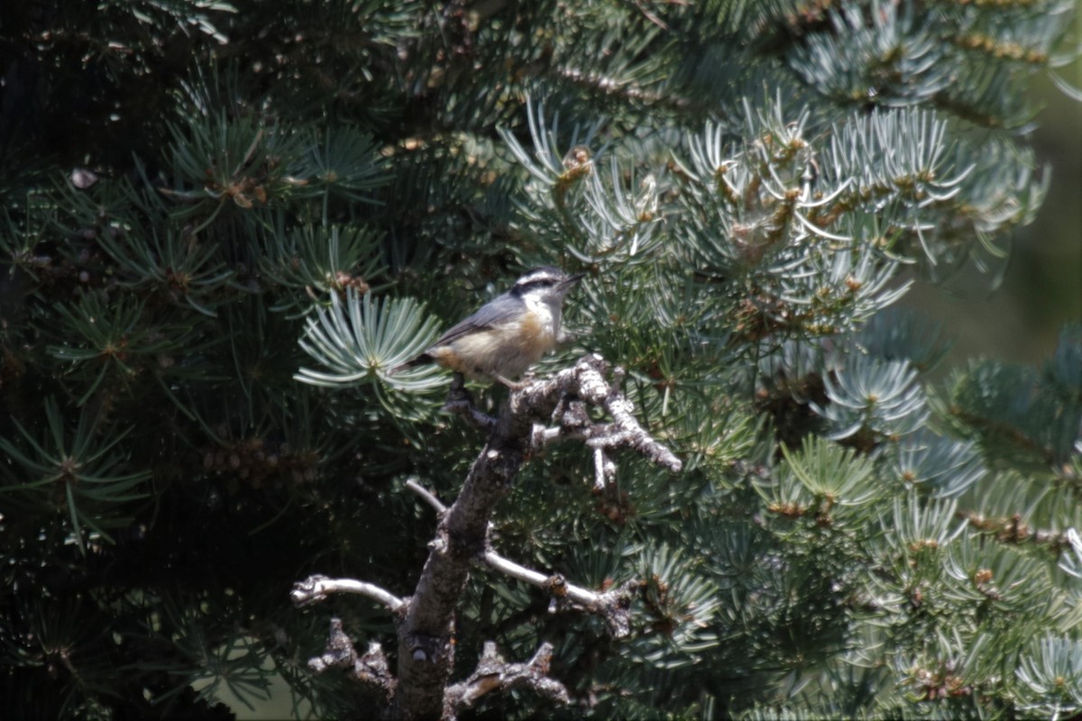 Red-breasted Nuthatch - ML249538691