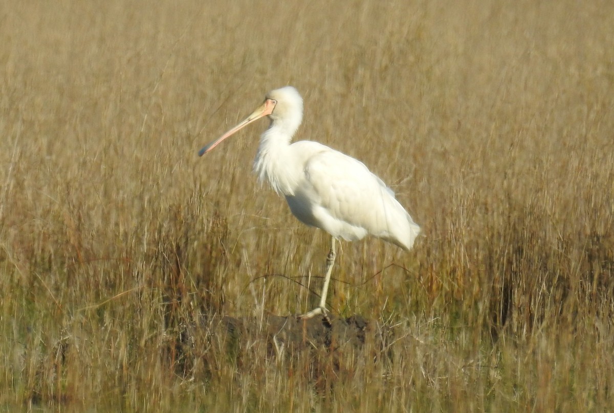 Yellow-billed Spoonbill - ML249539331