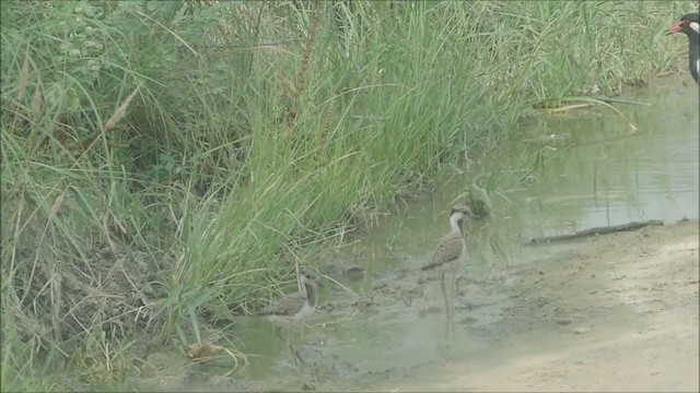 Red-wattled Lapwing - ML249539351