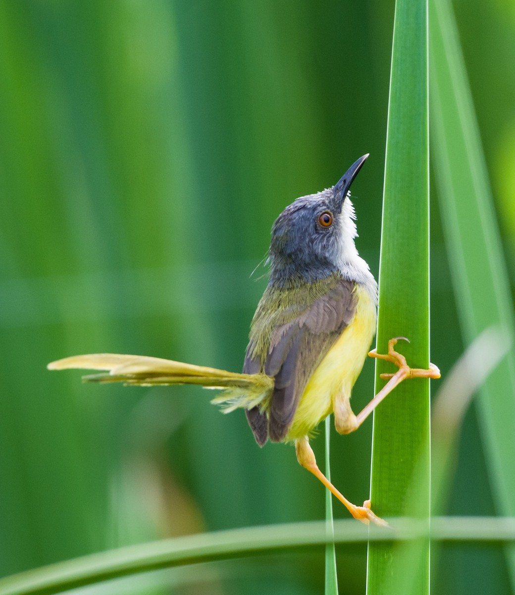 Yellow-bellied Prinia - ML249539551