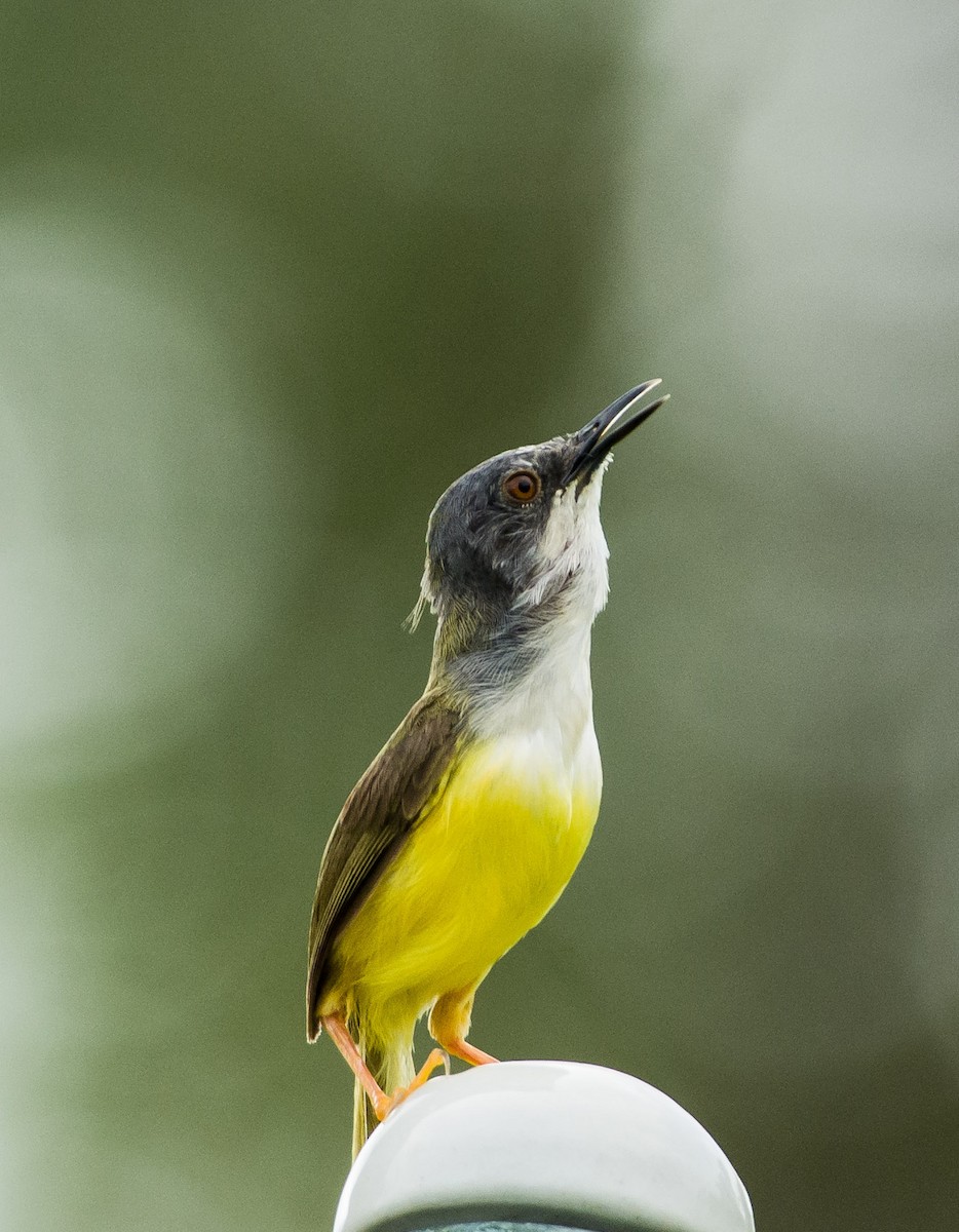 Yellow-bellied Prinia - SWARUP SAHA