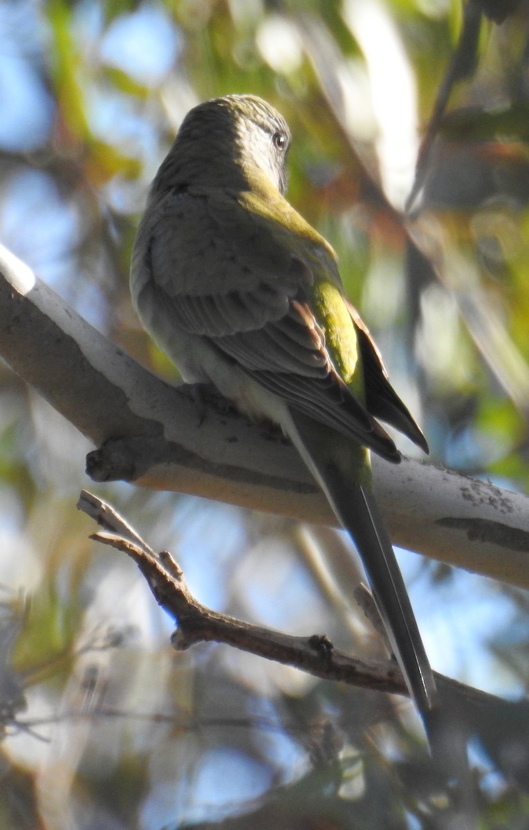 Red-rumped Parrot - ML249539791