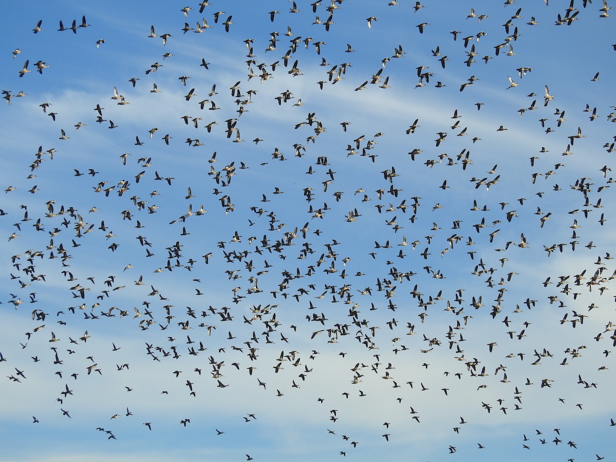 Gray Teal - ML249539981