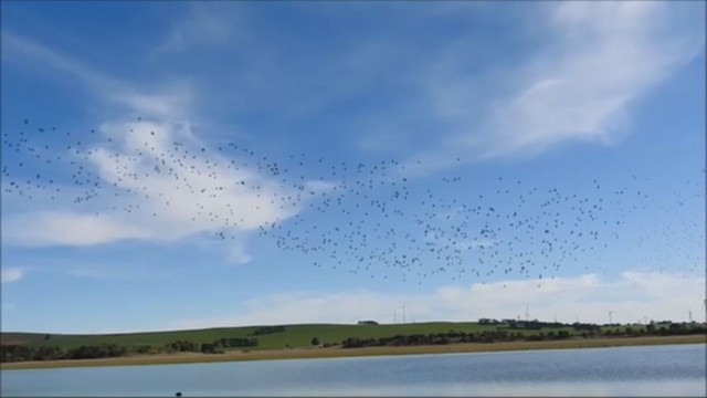 ハイイロコガモ - ML249540111