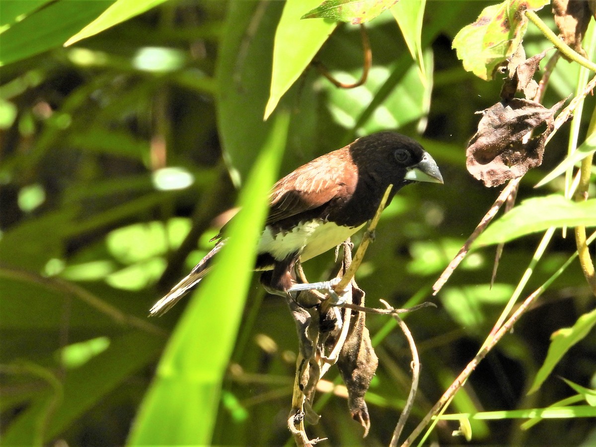 White-bellied Munia - Ben Weil