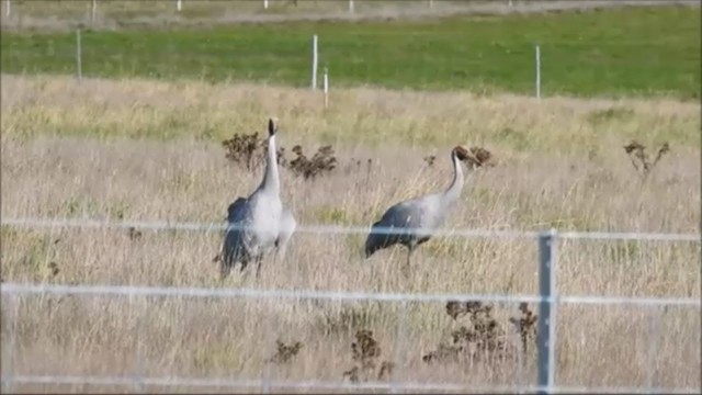 Grue brolga - ML249540961