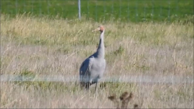 Grulla Brolga - ML249541181