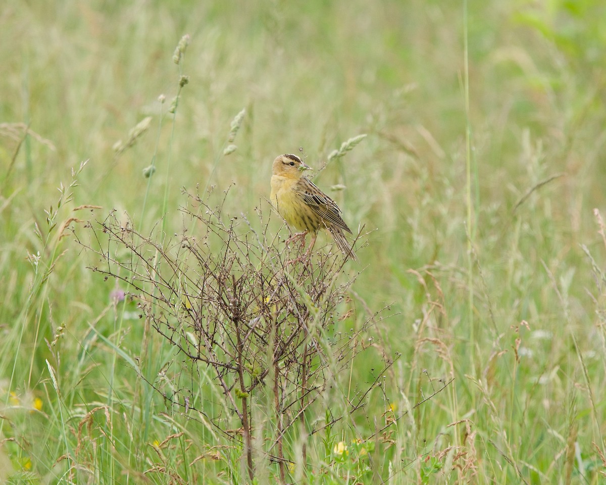 Bobolink - Jon Cefus