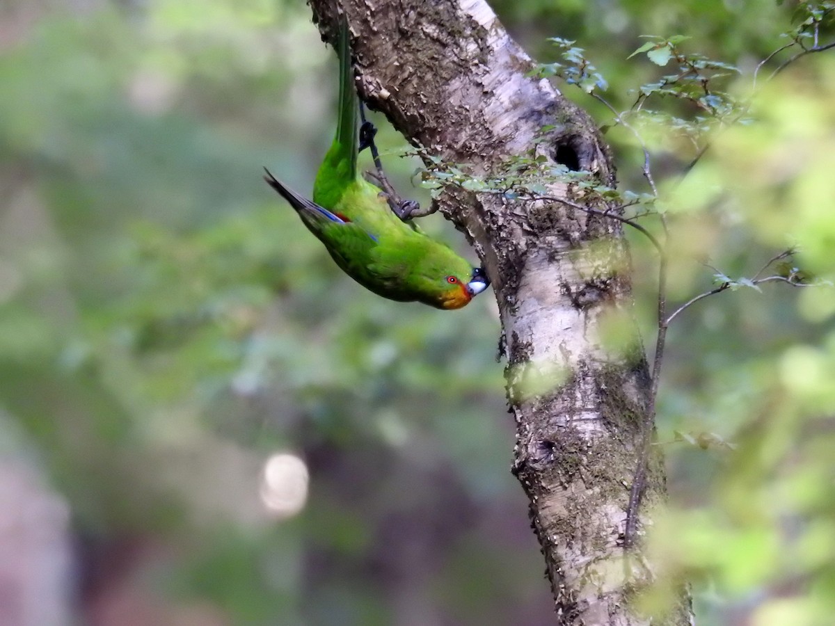 Yellow-crowned Parakeet - ML249541991