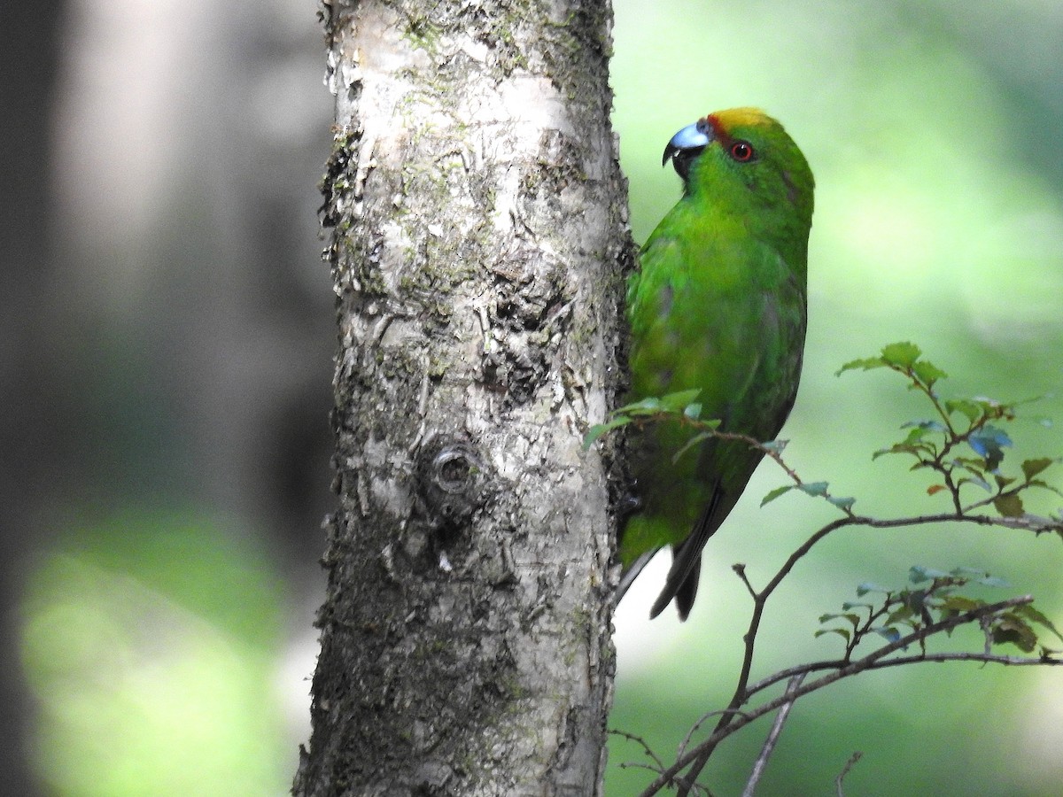 Yellow-crowned Parakeet - ML249542081
