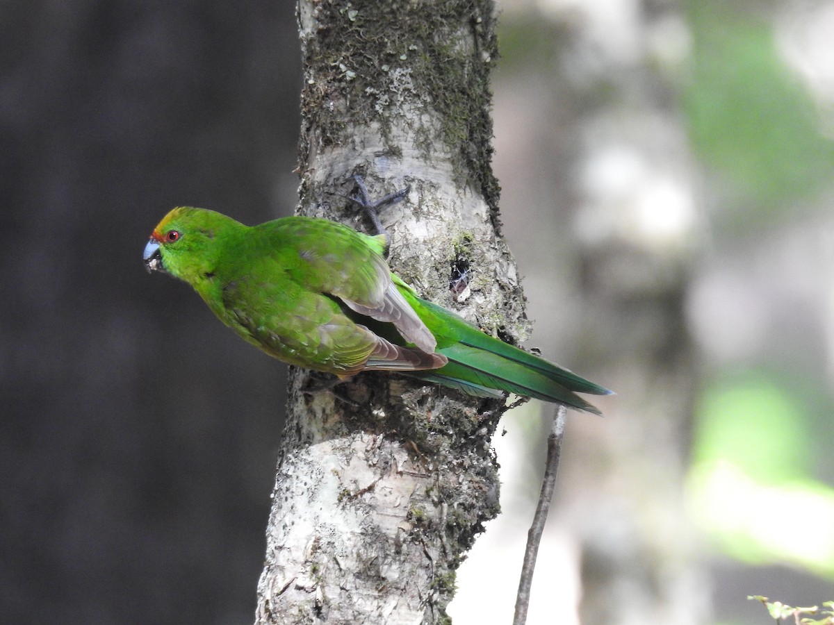 Yellow-crowned Parakeet - ML249542121