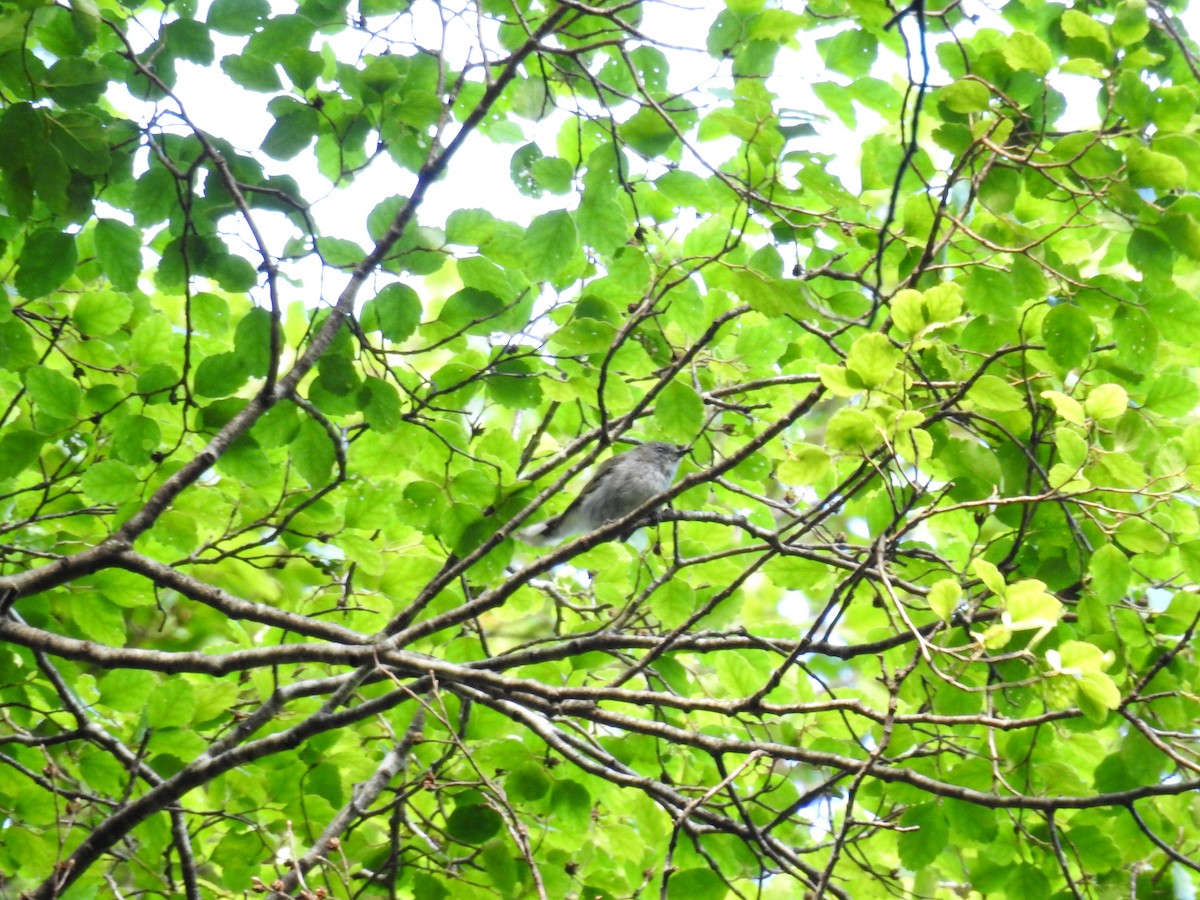 Gray Gerygone - ML249542171