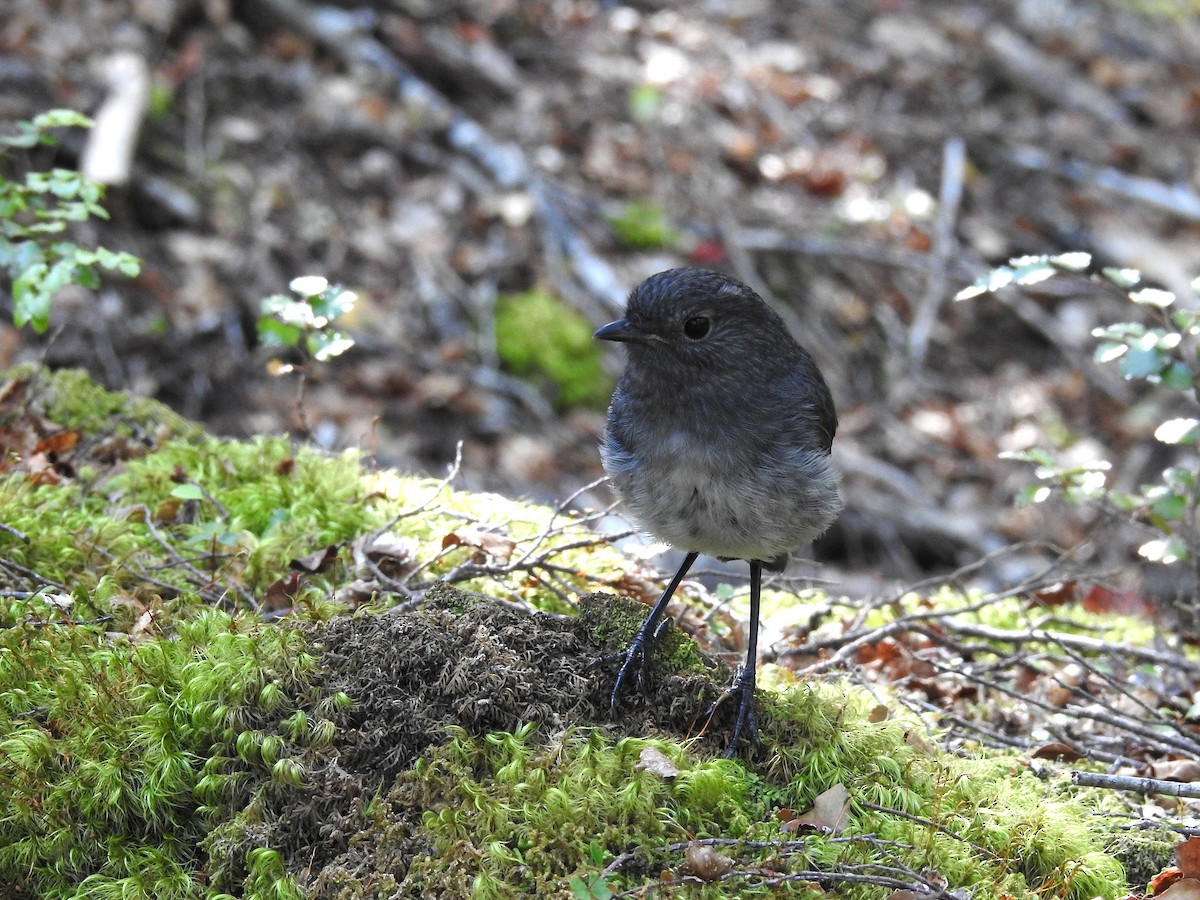 South Island Robin - ML249542281