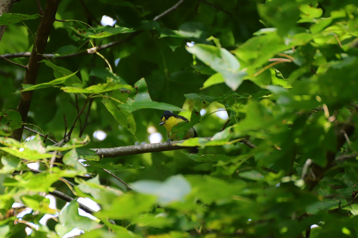 Taiwan Yellow Tit - ML249542291