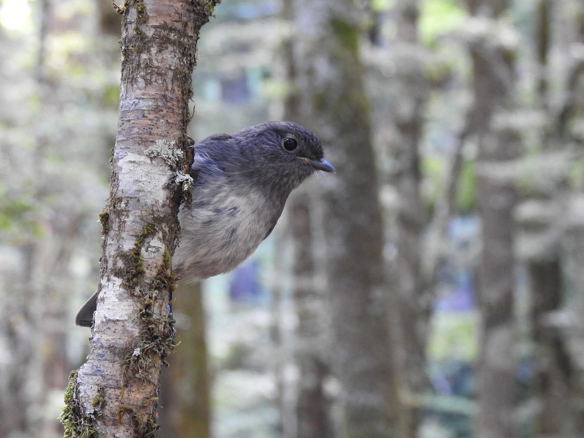 South Island Robin - ML249542321