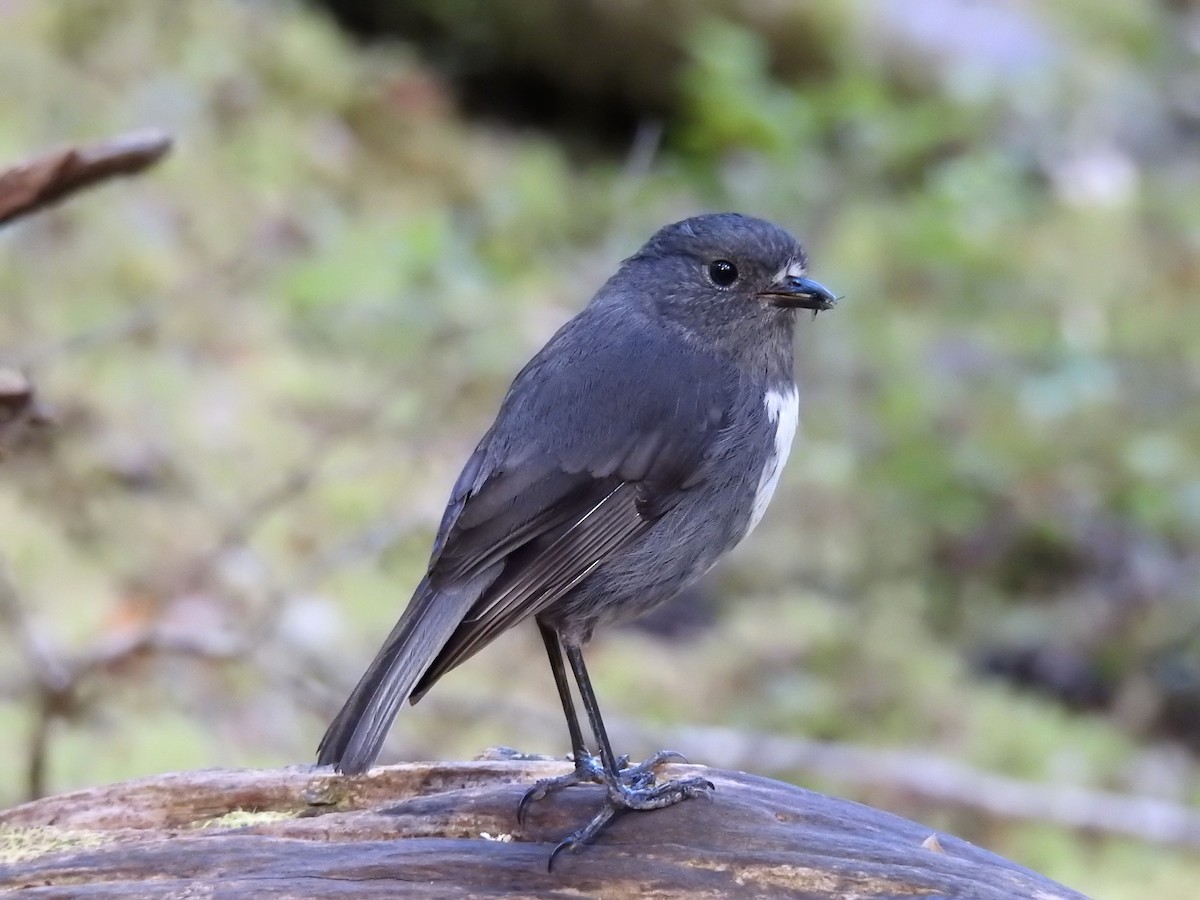 South Island Robin - ML249542341