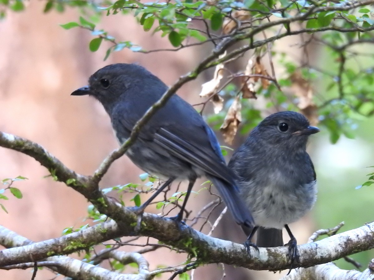 South Island Robin - ML249542361