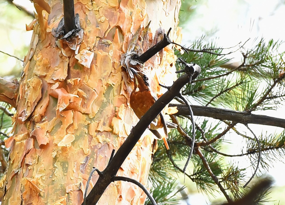 White-throated Rock-Thrush - ML249542821