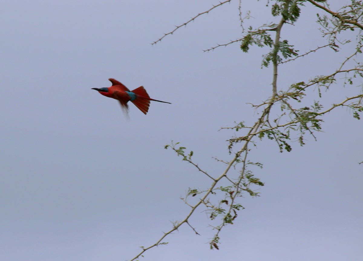 Southern Carmine Bee-eater - ML249546461