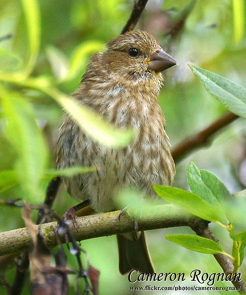 Photos - Purple Finch - Haemorhous purpureus - Birds of the World