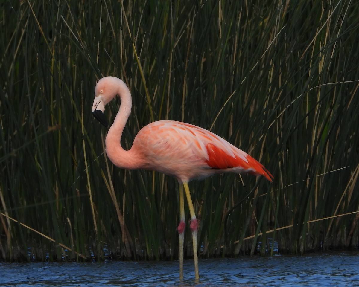 Chilean Flamingo - Ricardo Battistino