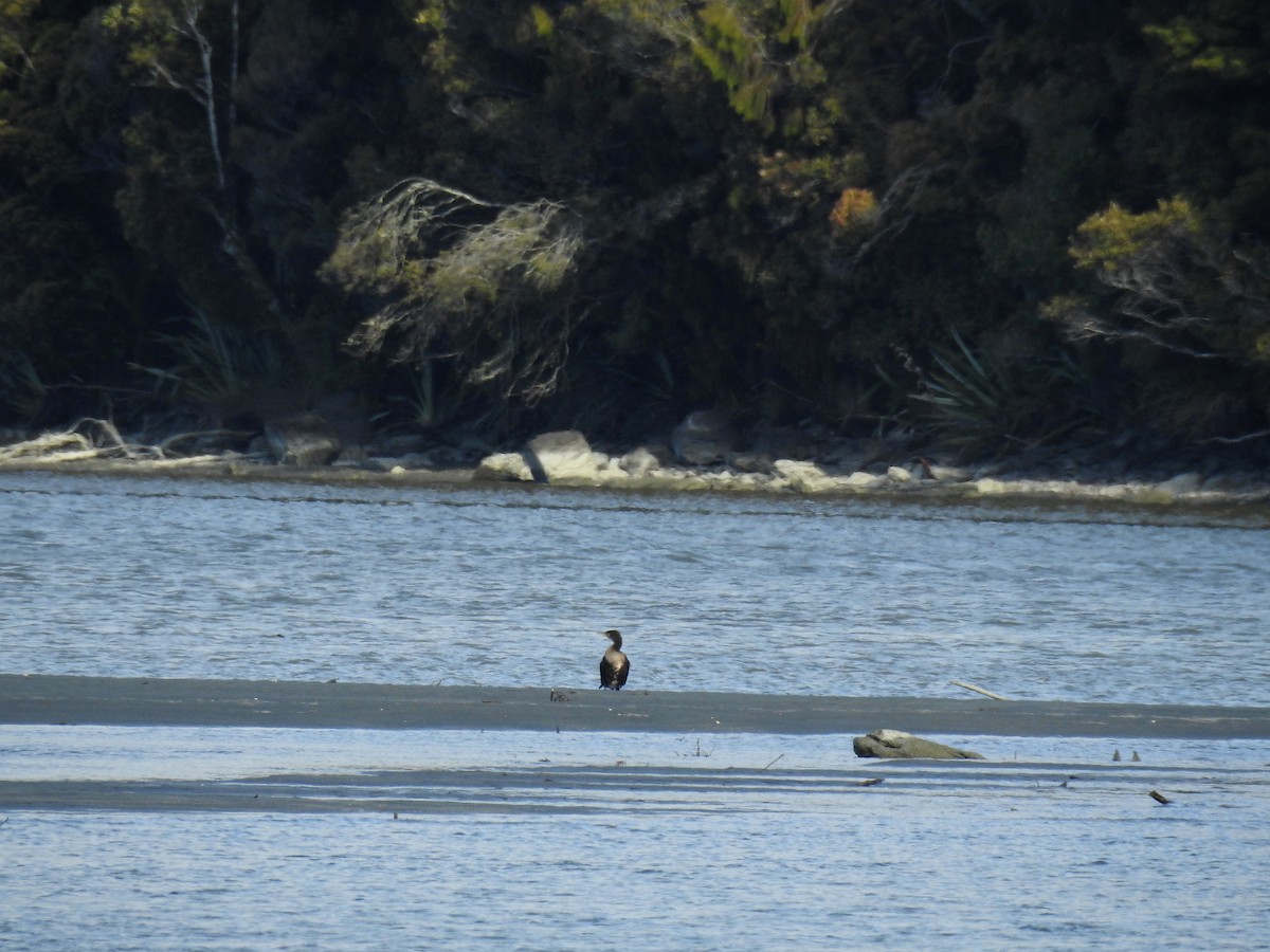 Great Cormorant - ML249549771