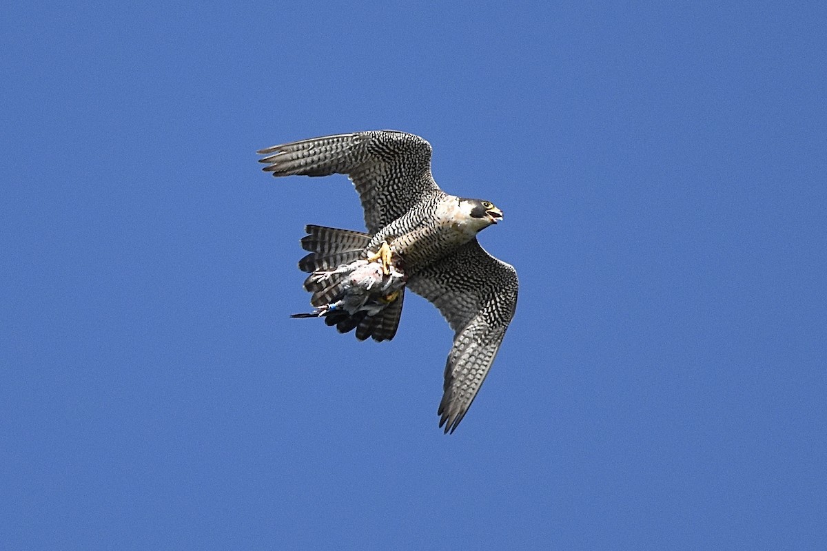 Halcón Peregrino - ML249549811