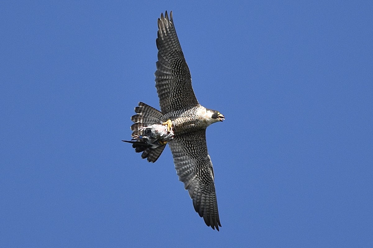 Halcón Peregrino - ML249549821