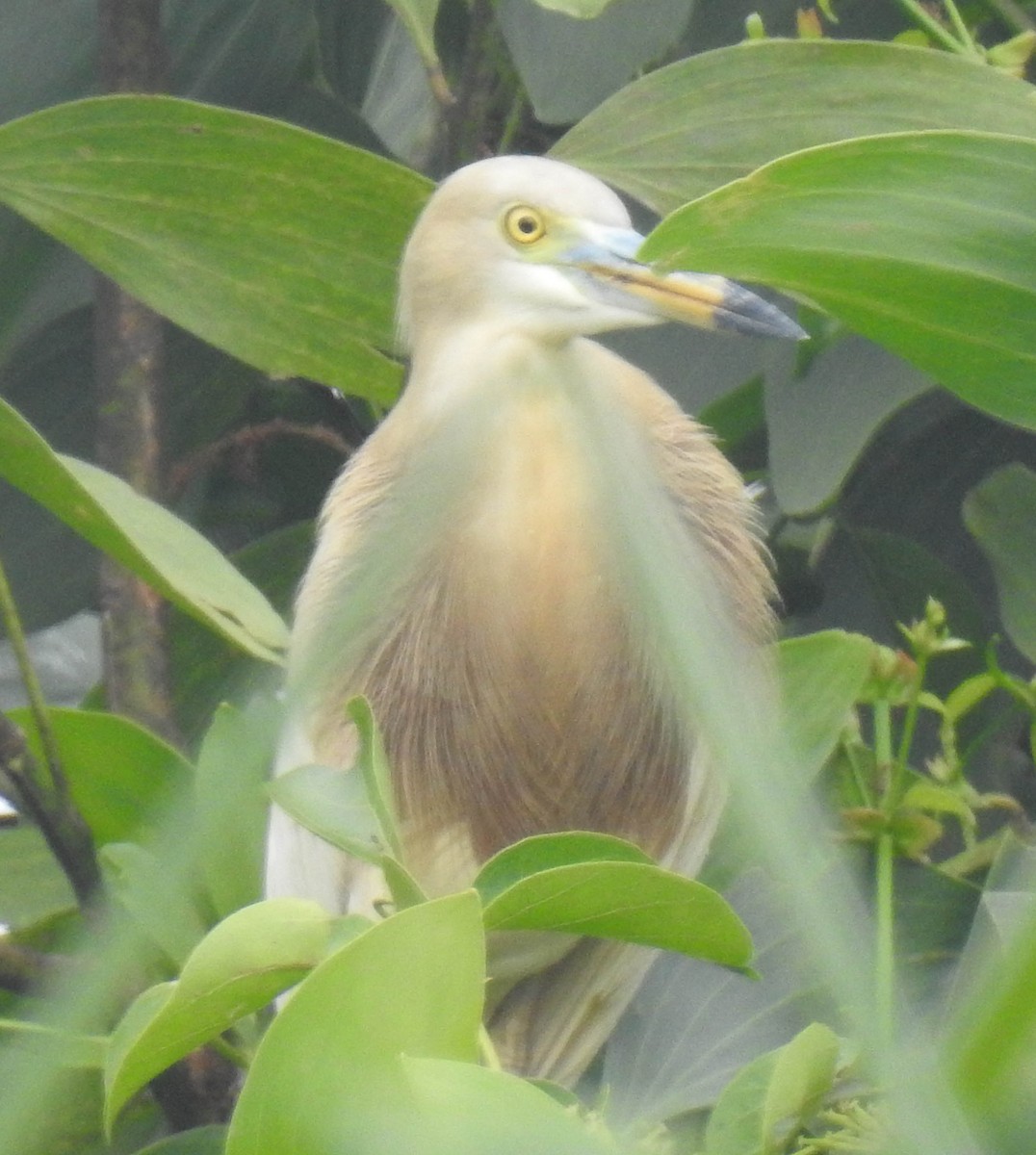 Javan Pond-Heron - ML249551431