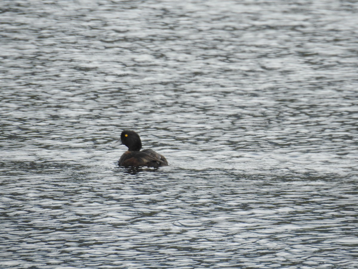 New Zealand Scaup - ML249551601
