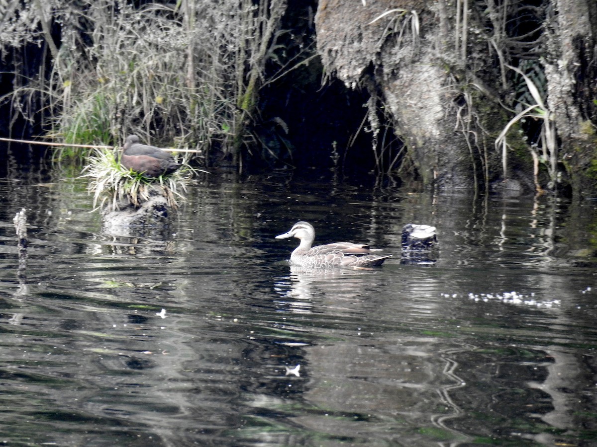 Pacific Black Duck - ML249551671