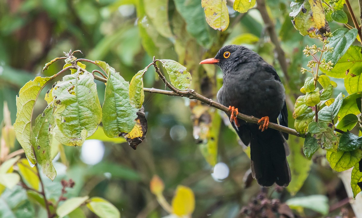 Great Thrush - David Monroy Rengifo