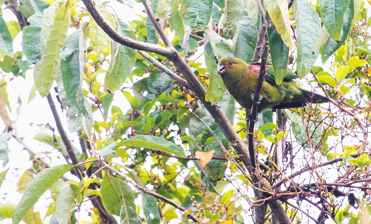 Indigo-winged Parrot - ML249553751