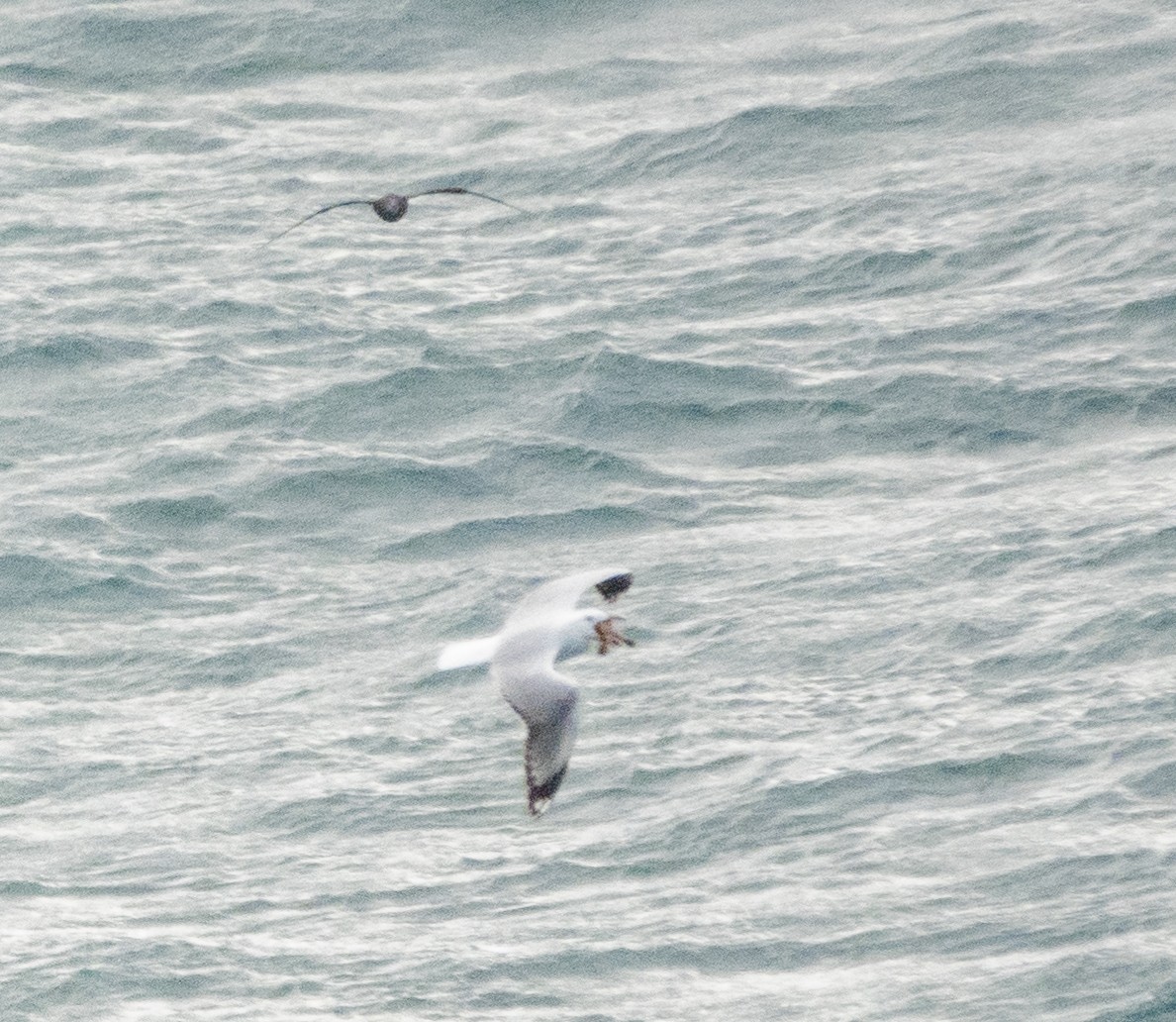 Gray-faced Petrel - ML249554561