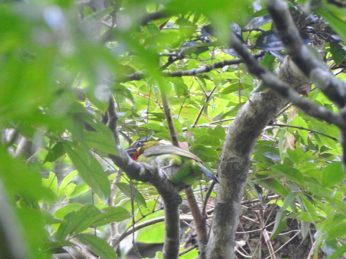 Black-banded Barbet - ML249556161