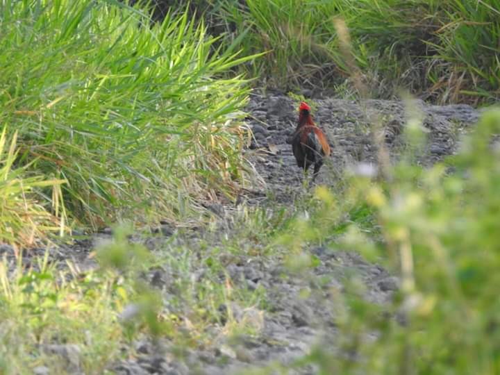 Red Junglefowl - ML249556321