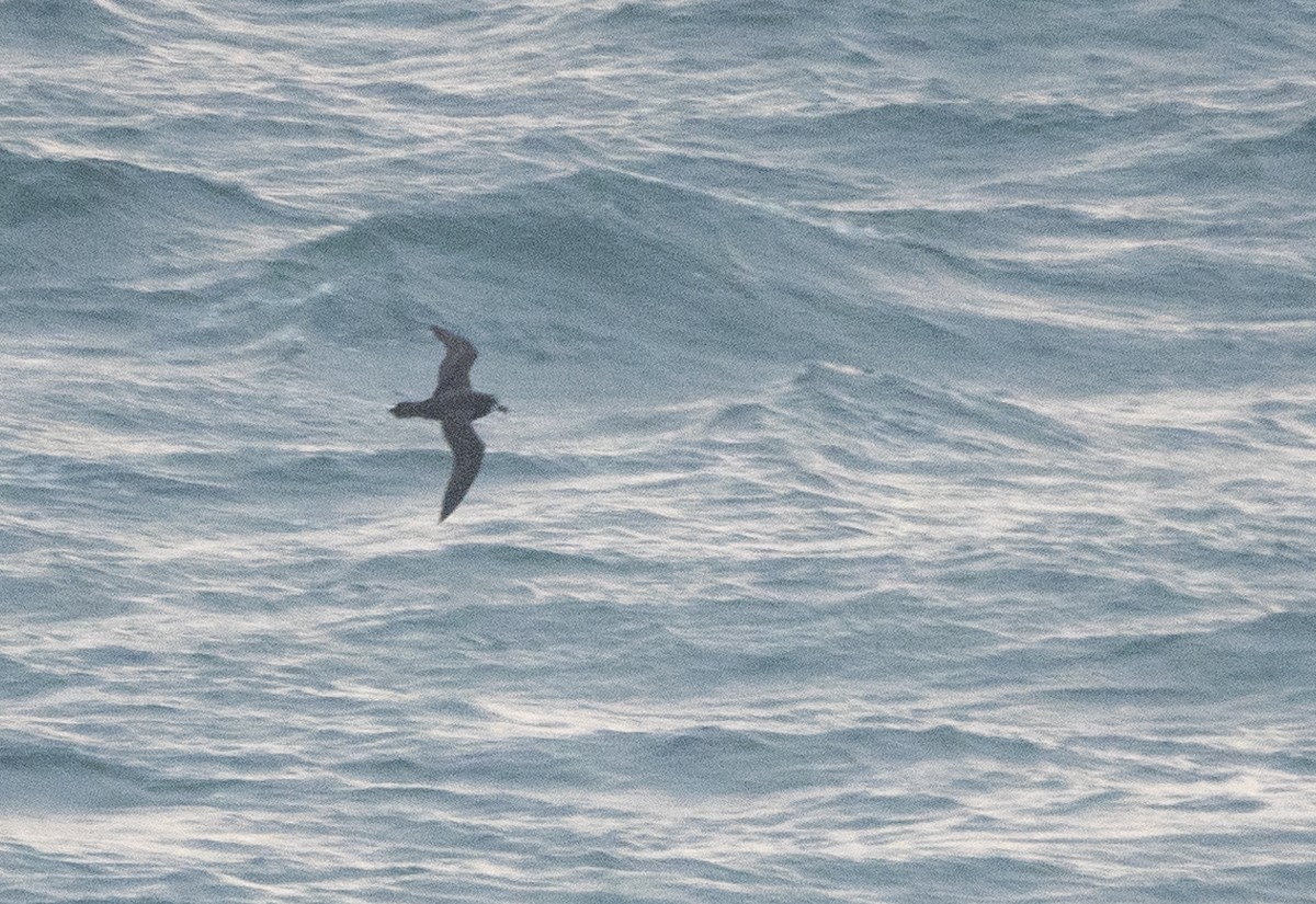 Gray-faced Petrel - ML249556341