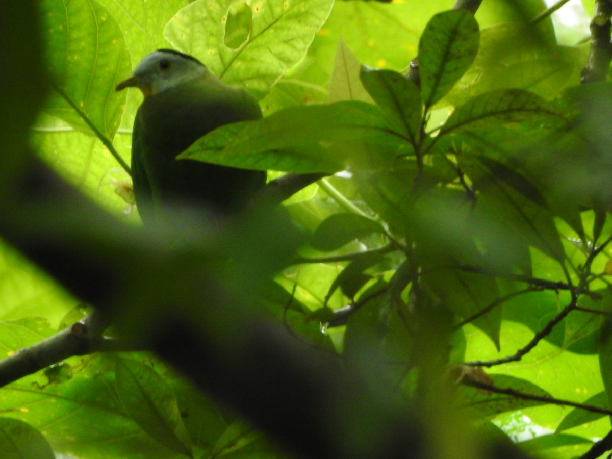 Black-naped Fruit-Dove - ML249556411
