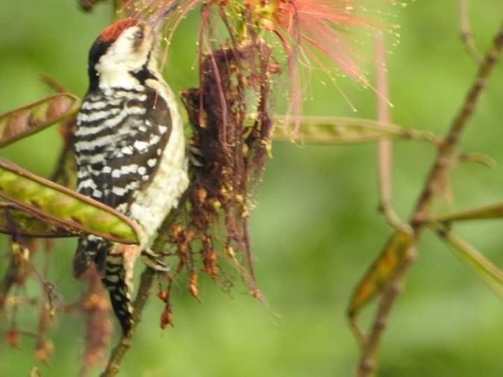Freckle-breasted Woodpecker - ML249556891