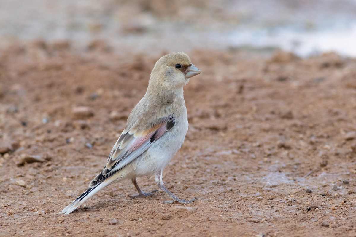 Desert Finch - ML249557221