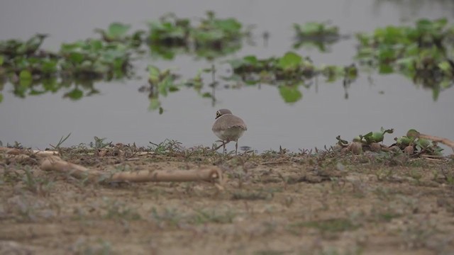 Little Ringed Plover - ML249558391