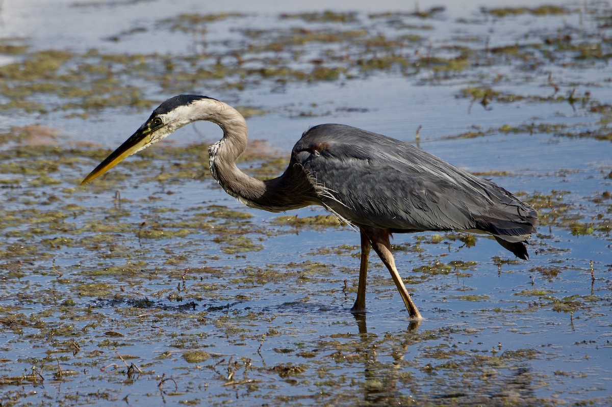 Great Blue Heron - Tim DeJonghe